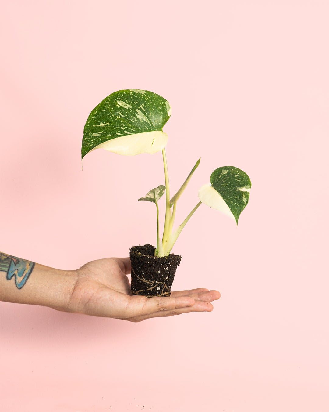 PUR PLANT Monstera Thai Constellation Mini | Monstera Planta Natural de Interior | Variegada y Exclusiva | Maceta de Ø 6 cm