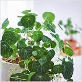 Bulbo de Stephania erecta, stephania erecta bulbo,Plantas perennes, suculentas, plantación sencilla, decoración de interiores, purificación del aire.-2bulbos-D