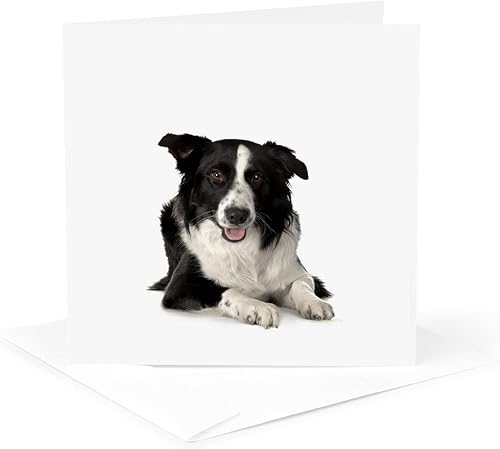 Miniatura 5 de 3dRose Border Collie - Tarjetas de felicitación, 6 x 6 pulgadas, juego de 12 (gc_21077_2)