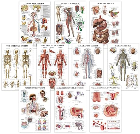 10 Pack - Anatomical Poster Set - LAMINATED - Muscular, Skeletal, Digestive, Respiratory, Circulatory, Endocrine, Lymphatic, Male & Female Reproductive, Nervous System, Anatomy Chart Set - 18" x 24"