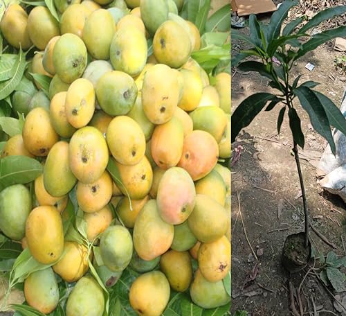 Image of Kothapalli Kobbari Mango Plant Premium Fresh And Tasty Mangoes Fruit After 2-3 Years Hybrid 1 Healthy Live Plant (Grafted Plant, 2-3 Feet Height)