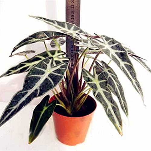 TENGGO Egrow 50 Pcs/Pack Alocasia Graines Plante Feuille Noire Alocasia Bonsaï Arbre Plantes Ornementales Intérieur Maison Jardin Décoration Cover