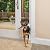 PetSafe 1-Piece Sliding Glass Pet Door for Dogs & Cats- Adjustable Height 75 7/8" to 81"-Medium, White, No-Cut DIY Install Aluminum Patio Panel Insert, Great for Renters or Seasonal Installation