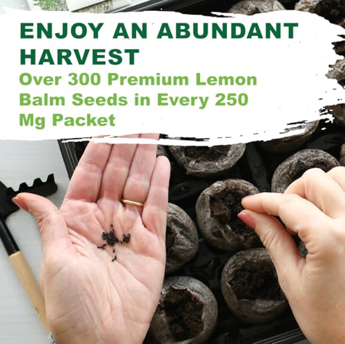 TKE Farms & Gardens - Lemon Balm Seeds for Planting, 250Mg, 300+ Heirloom, Non-GMO Seeds, Instructions Included to Grow This Fragrant Medicinal Herb, Melissa officinalis, Qty 1 - Image 3