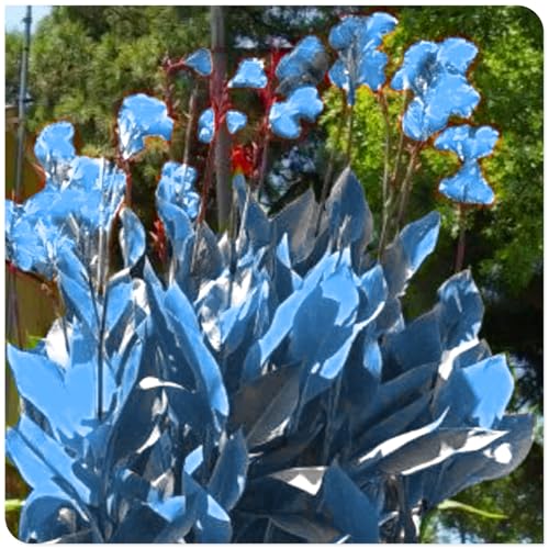 Riesen-Cannas sind winterharte Stauden mit bunten Blättern, die sich perfekt zur Dekoration von Schattengärten eignen.-1 stück-H