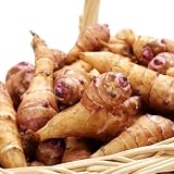 topinamburtuberi resistenti in vaso tuberi di invernali, sostenibili esotiche per aiuole rialzate e balconi 12bulbi