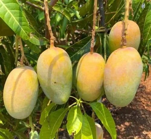 Greenearth Original All Time Sweet vastara Variety Grafted Mango Plant (Four Time Yearly) "Thai Variety" (B0CBTZYTND) Amazon Price History, Amazon Price Tracker