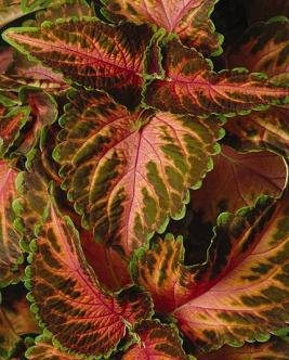 Coleus for Shade Wizard Coral Sunrise 200 Seeds