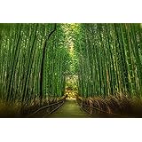 ND タペストリー 竹林 竹 笹 和風 和モダン 京都 嵐山 世界遺産 自然 木漏れ日 インテリア 壁面 おしゃれ だまし絵 風景 景色 絶景 大判 大きい 癒し 部屋 飾り付け 季節 プレゼント 背景布 壁 インスタ映え zoom 雑貨 グッズ グリーン 緑 七夕 かぐや姫 (デザイン1)