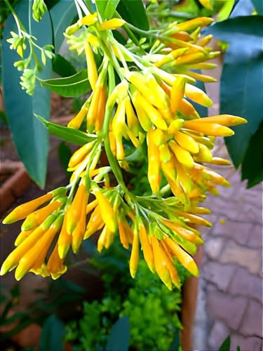 Image of HIDDEN ENTERPRISE Night Blooming Yellow Jasmine Live Plant | Fragrant Raat Ki Rani Hasnuhana Flower Plant Tree | Healthy Natural Organic Indoor Outdoor Plant for Home Gardening | (Without Pot)