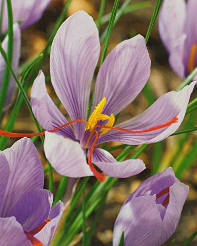 Blumenhandel Ullrich 50 Echte Safran Krokusse Crocus Sativus Blumenzwiebeln