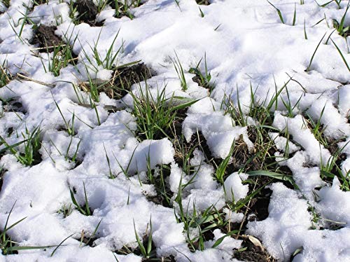 Whitetail Institute Oats Plus Deer Food Plot Seed, High-Sugar Oat Variety Establishes and Grows Quickly and is Highly Attractive to Deer, Cold Tolerant and Winter Hardy, 45 lbs (.5 Acre)