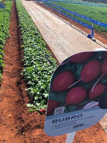Sementes De Rabanete Híbrido Rubro - 25.000 Sementes