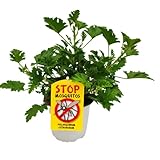 Geranio Citronela La Fragancia Fresca y Eficaz que Protege tu Hogar de los Insectos