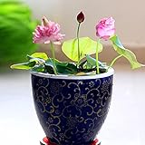 30PCS+ Bonsai Lotus Flower Seeds for Planting Water Home Garden Plant Lotus Seed