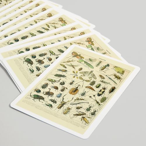 Baraja de cartas Lantern Press con obra vintage de insectos miniatura 5
