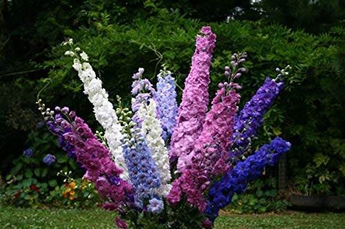 Seeds Giant Rocket Larkspur Delphinium High Tall Mix Flower Annual Outdoor Cut For Planting Non Gmo #TOP3