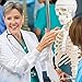 NLShan Human Skeleton Model for Anatomy -Life Size Anatomical Skeleton Medical Model with Nervous System 70.8 in with Rolling Stand for Study and Display Colorful Posters