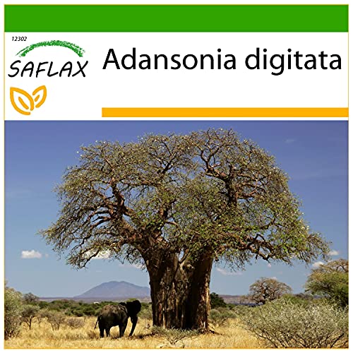 SAFLAX - Baobab africain - 6 graines - Avec substrat - Adansonia digitata Cover