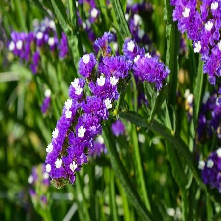 100PCS Semillas de flores Statice Púrpura