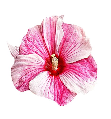 Nema Hibiscus Flower Seeds - Pink and White - 100 Pcs-picture-10