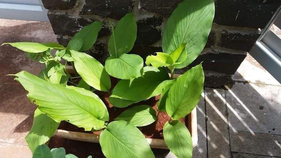 Yellow Turmeric Roots for Plantation (Pack Of 5 Roots) (B0D9SSXRP3) Amazon Price History, Amazon Price Tracker