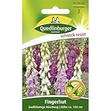 Fingerhut, Großblumige Mischung