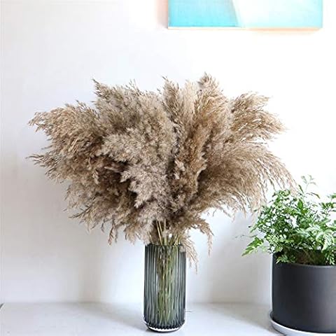YZDKJ Pampas Grass Dried Flower Bunch Cover