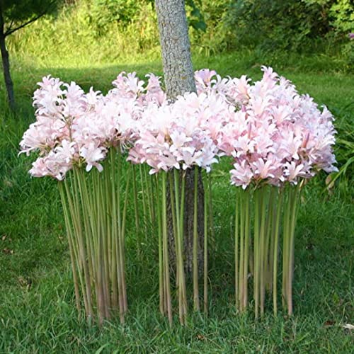 Zwiebel Zierpflanze Die 15 besten Produkte im Vergleich