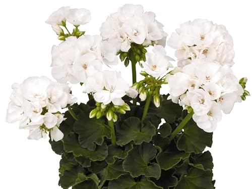 DECOALIVE Geranio Blanco Planta Natural con Flores Blancas