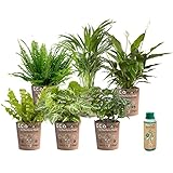 Ecoworld Luftreinigende Zimmerpflanzen Echt - 6er Set Pflegeleicht Wenig Licht Benötigt - Grünpflanzen aus eigenen Gärtnerei mit Eco übertopf und Zimmerpflanzen Dünger - Topf Ø12 / Höhe 40 cm