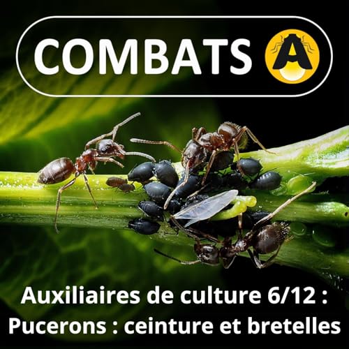 SP&Eacute;CIAL Auxiliaires 6/12 : Les Pucerons, une reproduction "ceinture et bretelle"