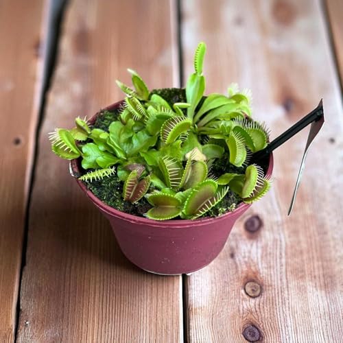 Live Venus Flytrap Plant