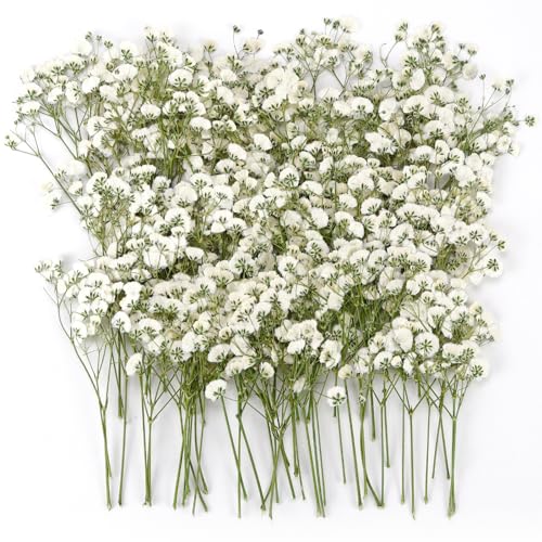 Flores Secas Naturales Gypsophila Paniculata - 100 Piezas Prensadas Pequeñas para Resina, Álbumes de Recortes y Manualidades de Bricolaje