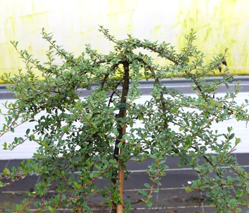 Zwergmispel Radicans Cotoneaster dammeri Hochstamm 60-80 cm Mispel