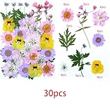 Zoom IMG-1 cayway 4 pacco fiori secchi Zoom IMG-1 cayway 4 pacco fiori secchi