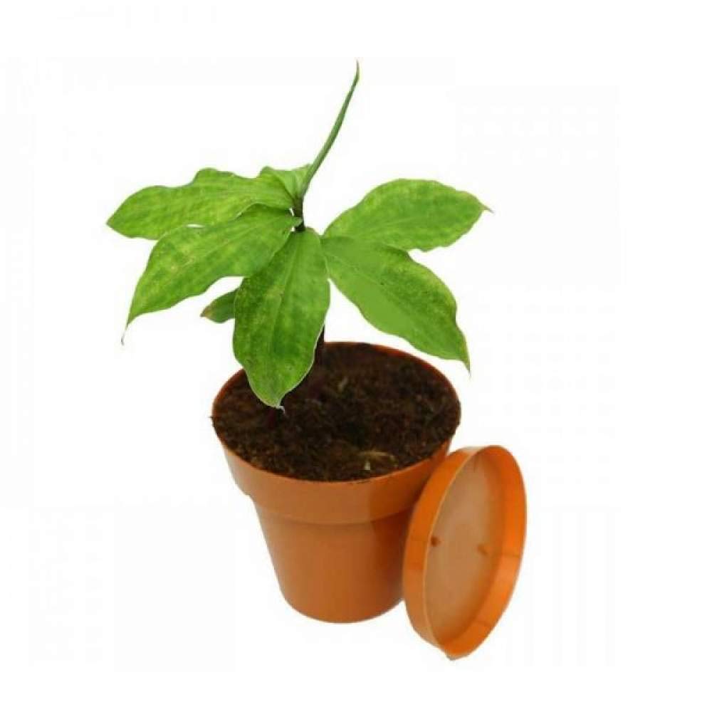 Aiden Gardens Rare Ayurvedic Medicinal Plant Insulin,Fiery costus, diabetic plant, Costus Igneus, 1 healthy live plant on pot (B07Y75ZR1N) Amazon Price History, Amazon Price Tracker