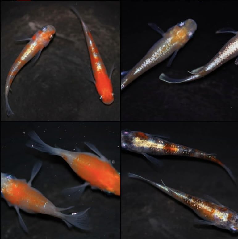 月神メダカ　めだか　メダカ　成魚　10匹+おまけ 楽天市場】月華（げっか）メダカの稚魚・10匹 メダカ ラメ 三色 幹之