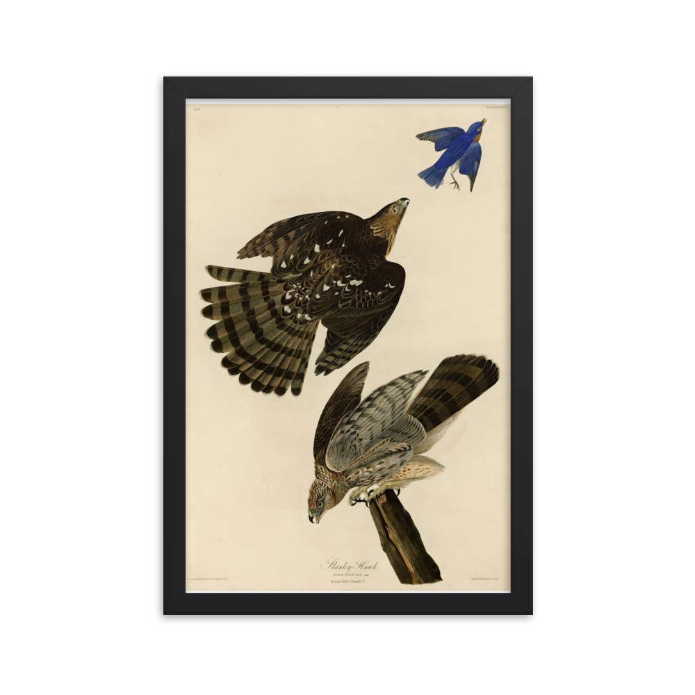 Poster Cooper's Hawk Audubon encadré impression d'art zoologie premium