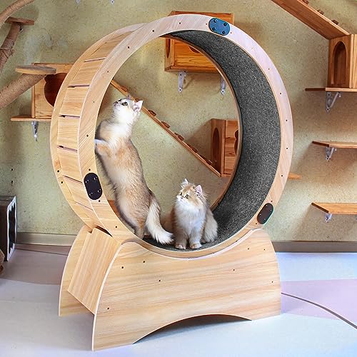 Cat Hamster Wheel The 15 best products compared Wild Explained