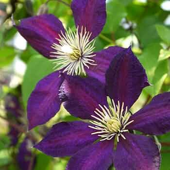 クレマチスです 51aeMda6EpL._UF350,350_QL50_.jpg