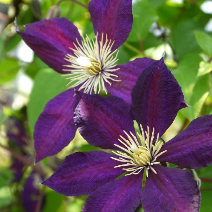 Amazon.co.jp: クレマチス ミケリテ 12cm 苗 紫色 【ジャックマニー系