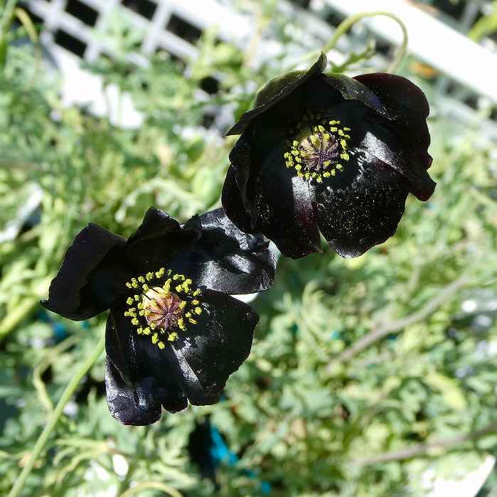 Amazon.co.jp: ポピー 苗 くろすけ 黒花 3.5号 花苗 春の花 黒い花