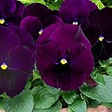 Outsidepride Purple Bergwacht Viola Pansy Seeds for Planting - 1,000 Pcs. Trailing, Cold-Hardy & Pollinator Friendly Flowers with Fragrant Blooms for Garden Beds, Borders & Container Displays