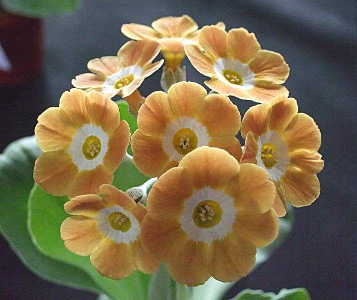 Oakwood Farms® Primula imported flowers seeds| lite orange Primula Flower seeds For Indoor/Outdoor home Gardening Pack of 50 seeds (B0CMX2XX4T) Amazon Price History, Amazon Price Tracker