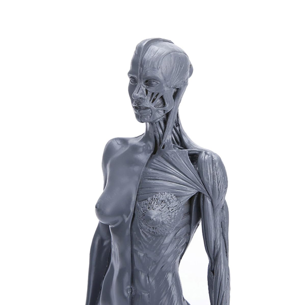 HEMOTON Modèle Anatomique Musculaire en Résine Haute Précision pour Enseignement, Accessoire Éducatif du Corps Humain pour Activités Célébratives