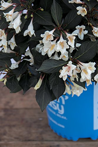 Weigela x Date Night Tuxedo (Weigela) Shrub, white flowers/ dark foliage, #3 - Size Container - Thumbnail 2
