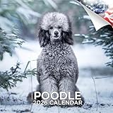 Poodle Calendar 2020 - Dog Breed Calendar - Wall Calendar 2019-2020