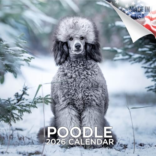 2025 2026 Poodle Calendar - Dog Breed Monthly Wall Calendar - 12