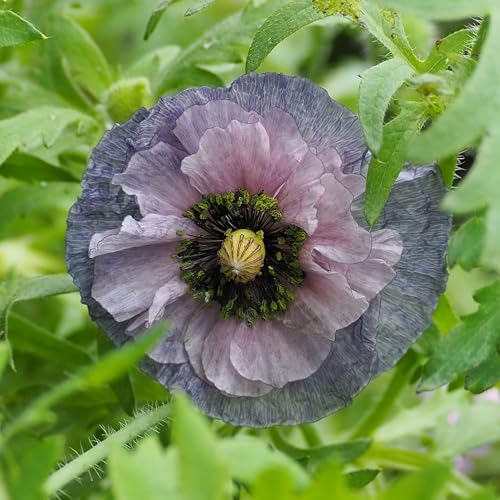 Eden Brothers Poppy Seeds - Shirley Amazing Grey